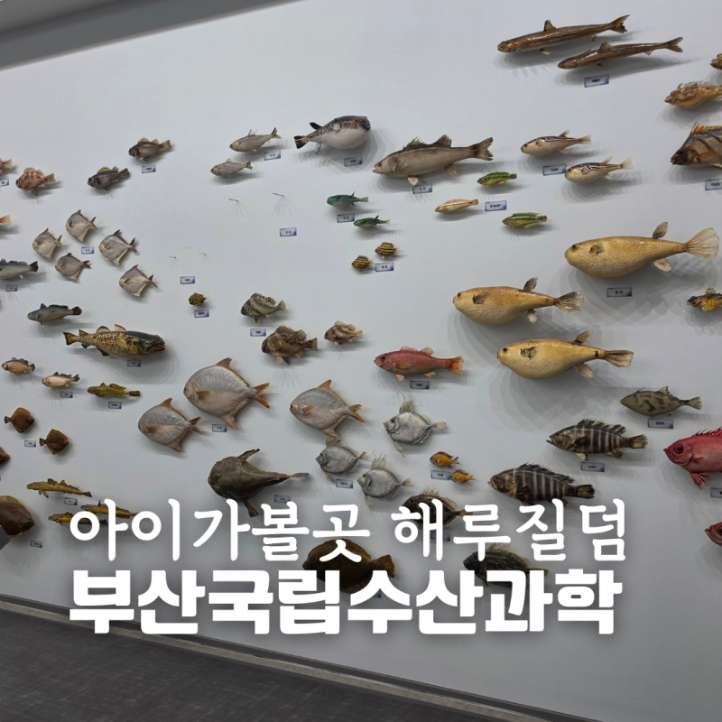 부산국립수산과학관 아이와 기장 앞바다 해루질까지 무료 나들이 코스