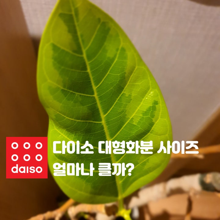 다이소 대형화분 사이즈 얼마나 클까? 2,000원 가성비 화분 구매 후기