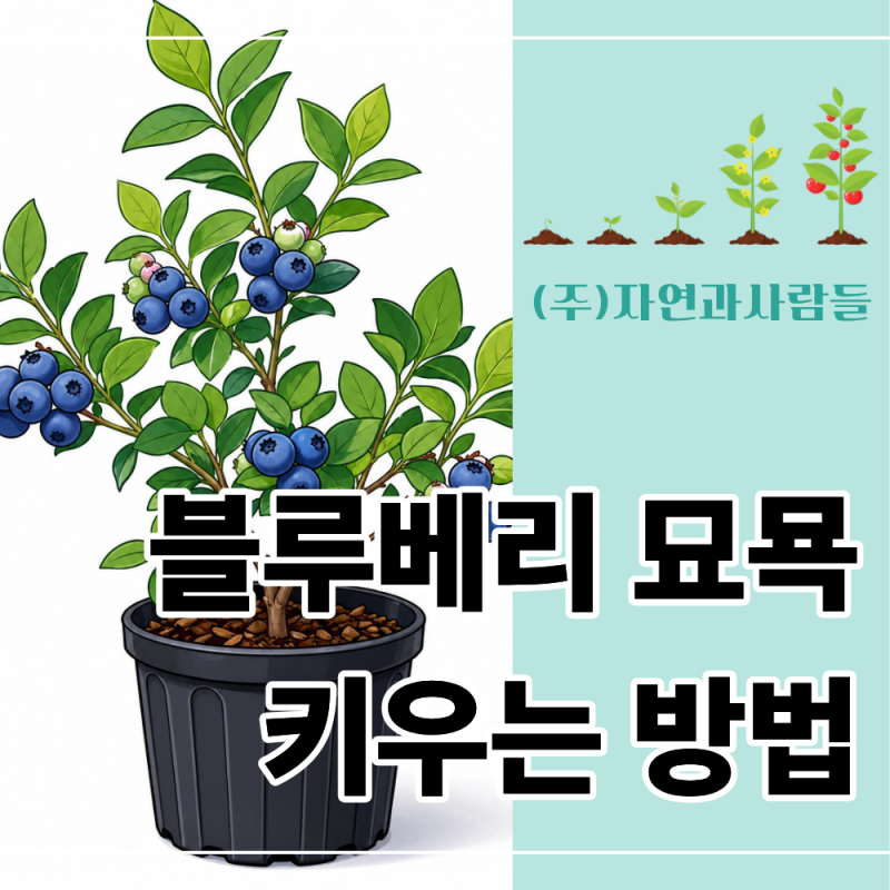 블루베리 키우기, 초보자도 정말 가능할까? 종류부터 수확까지 총정리