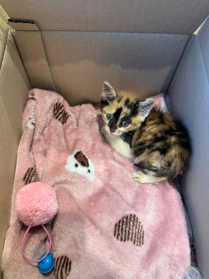 길냥이 구조 직후 병원 방문 후기 :꼭 필요한 검진과 준비해야 할 것들 ｜길고양이 병원 정하....