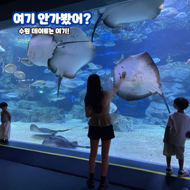 7,8월 수원 실내데이트, 아쿠아플라넷 광교 인어쇼 어땠나면?