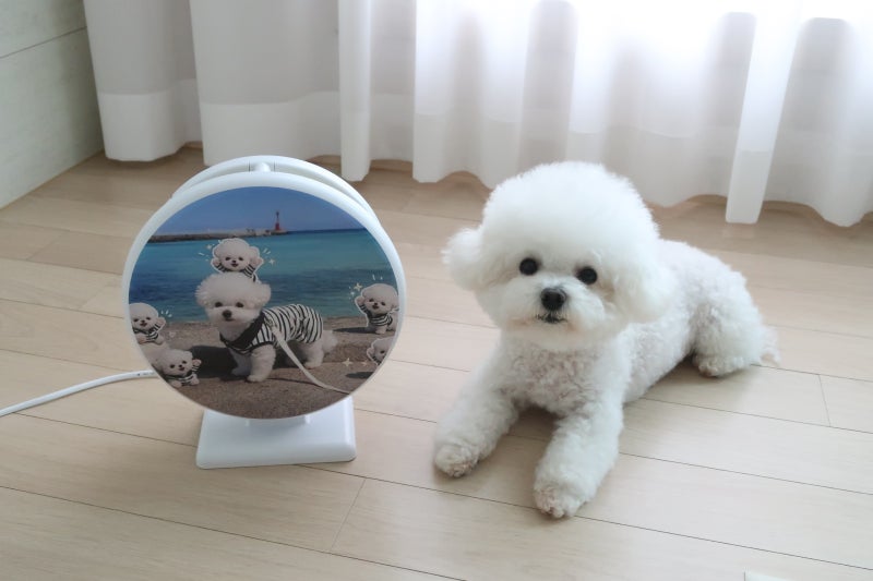 강아지 벌레, 모기 물림 걱정에 구매했어요