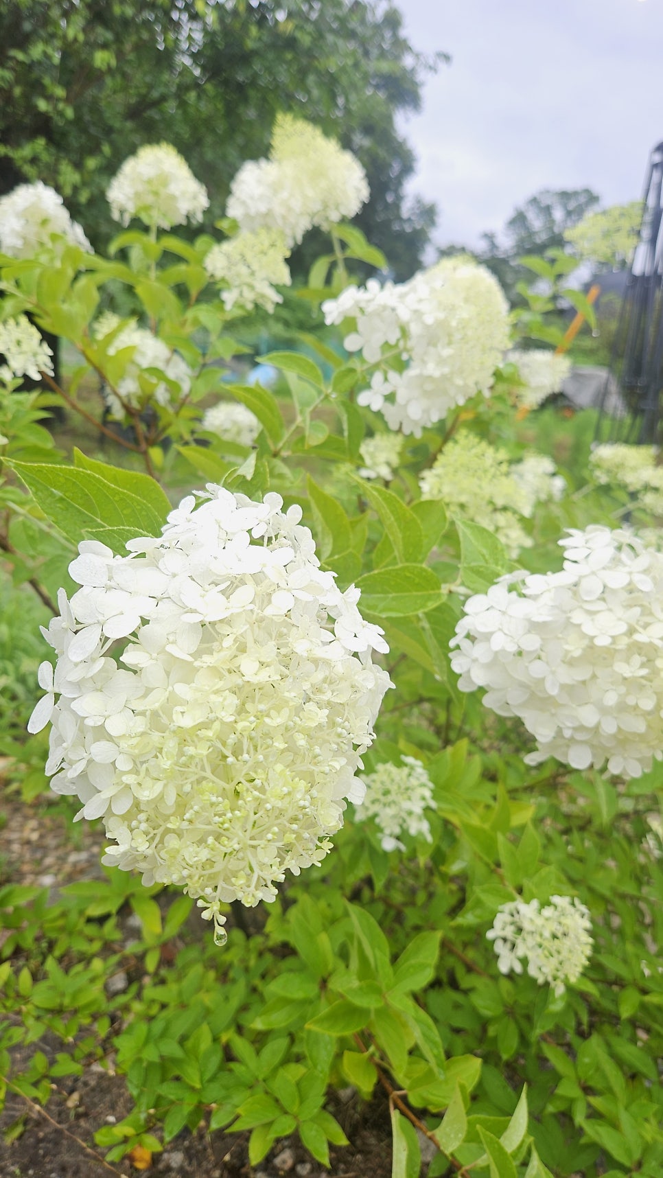 낭만가 사진 4