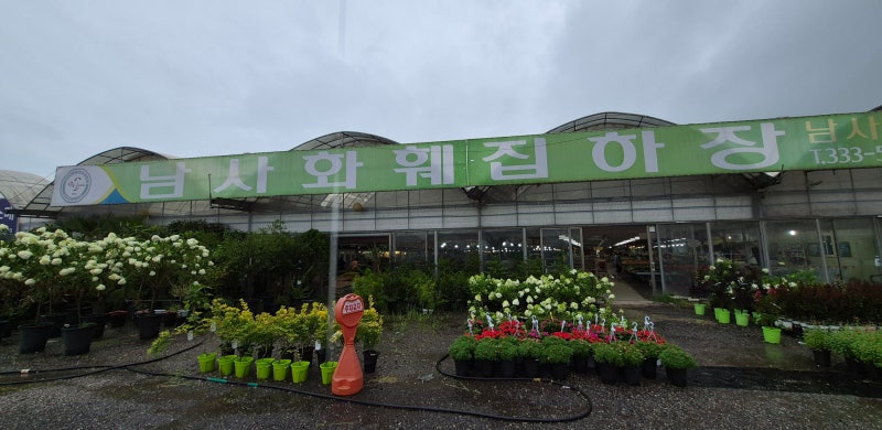 공간별 어울리는 대형 식물 고르는 법ㅣ남사화훼직판장