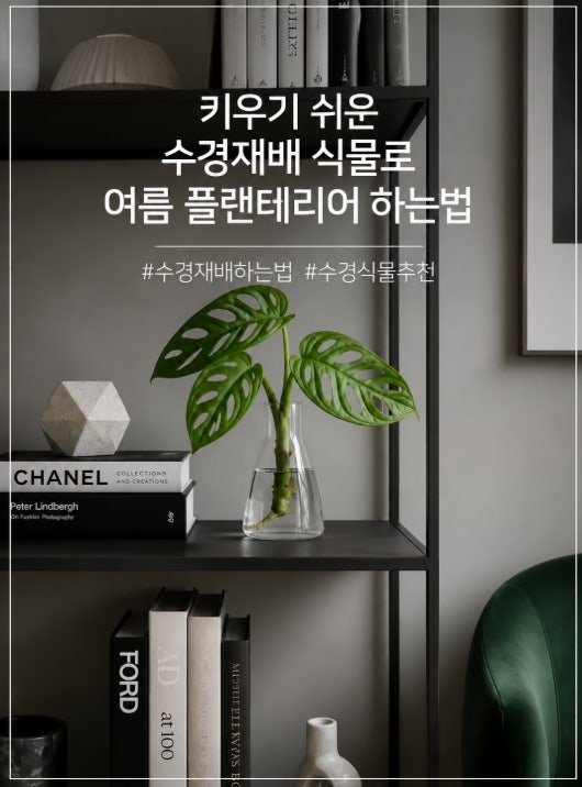 여름 플랜테리어에 딱! 수경재배 식물 추천, 초보도 키우기 쉬운 수경식물