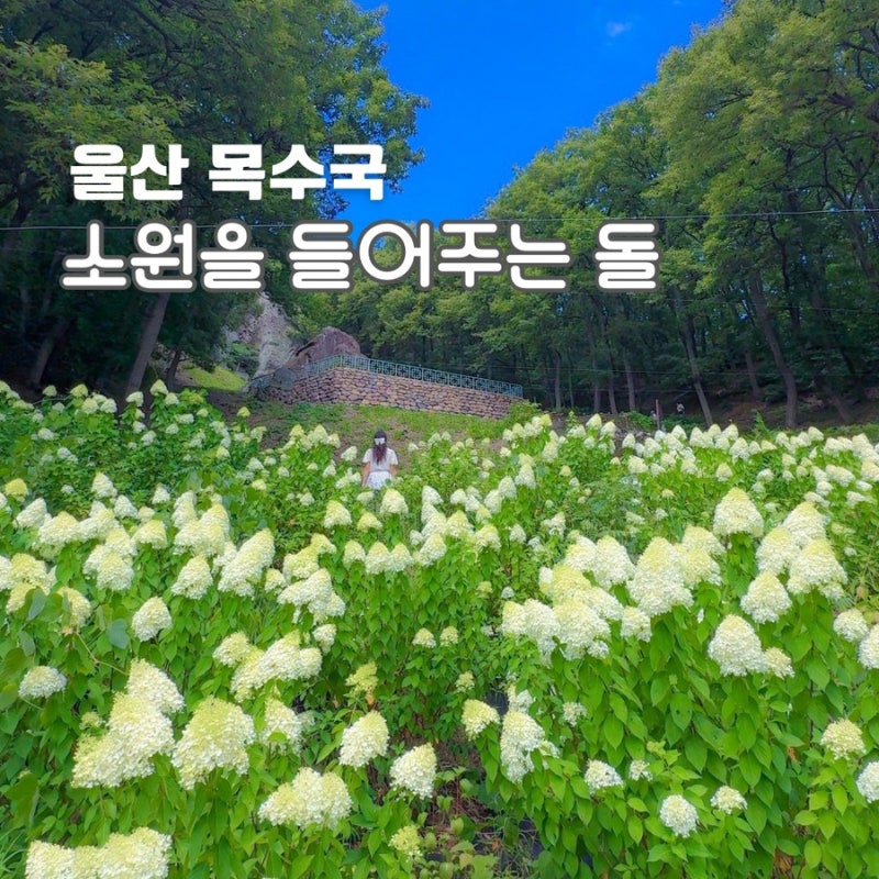 울산 절 마애사 목수국 명소 볼거리