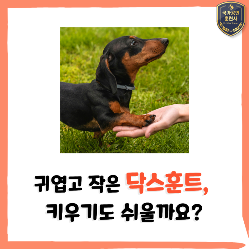 닥스훈트 성격, 작다고 키우기 쉬울까요? 입양 전 꼭 알아야 할 특징