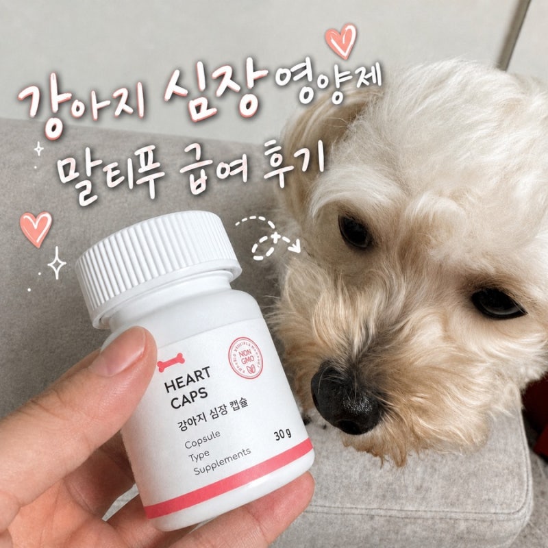 강아지 심장 영양제 본아페티 하트캡스, 말티푸 알약 급여 후기