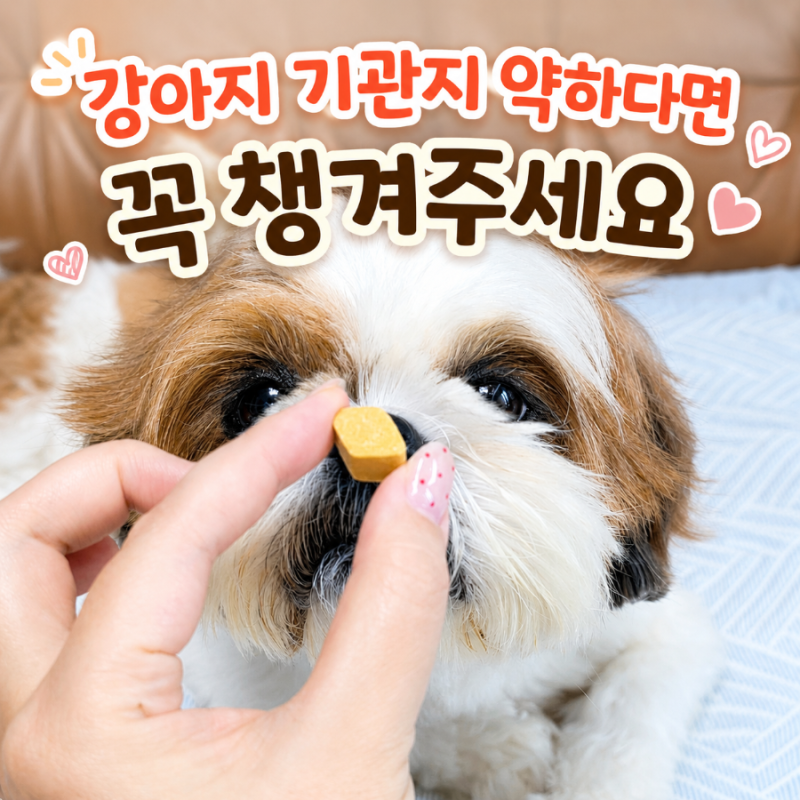 강아지 기관지 영양제 추천, 기관지염 기침 기관지협착증 예방해요