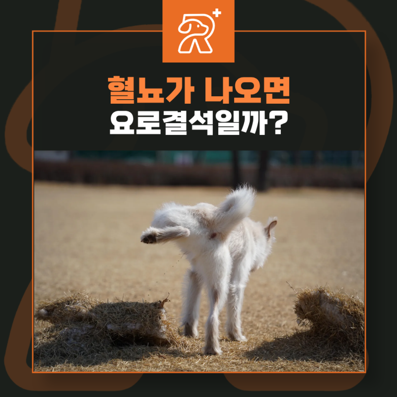 강아지 요로결석 증상 원인 혈뇨가 나왔을 때 음식 관리 대처 방법