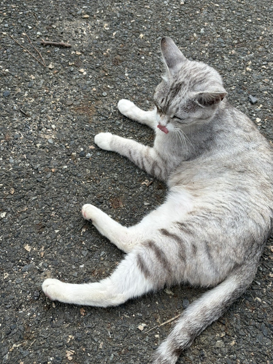 비꽃 도토리 사진 3