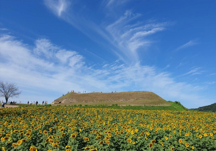 해바라기 사진 5