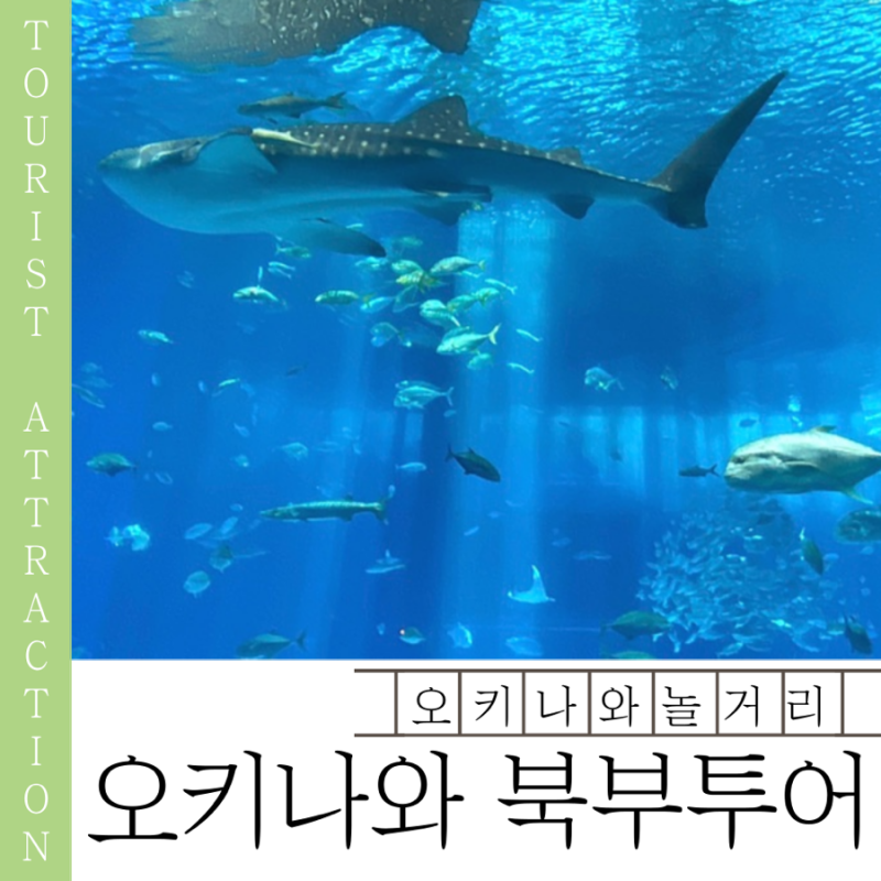 오키나와 북부 투어 추천 하루하루 후기 | 추라우미·코우리섬·만좌모·아메리칸빌리지 하루....