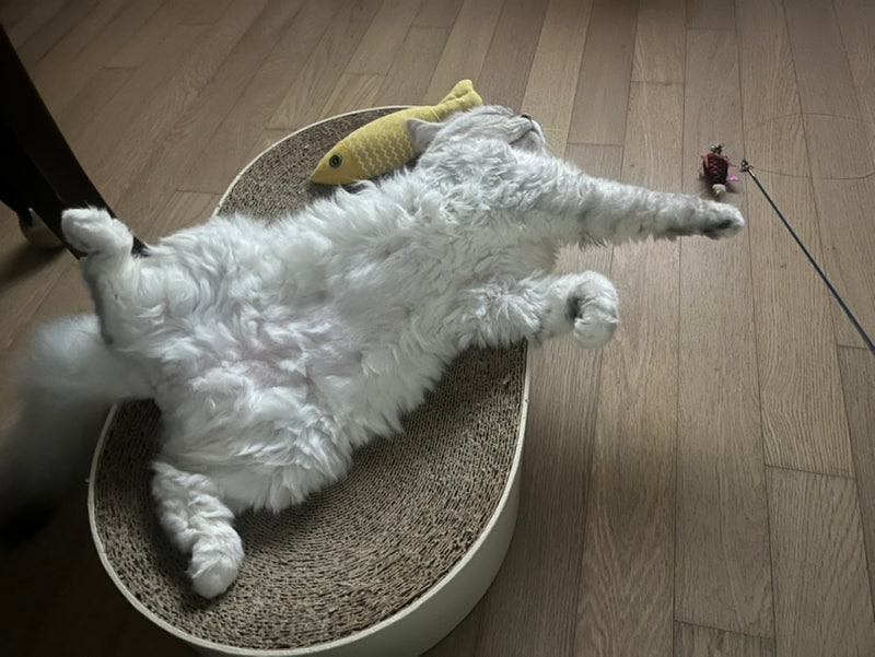고양이 변비 사료 추천｜로얄캐닌 캣 가스트로 인테스티날 화이버 리스폰스 4개월 급여 솔직....