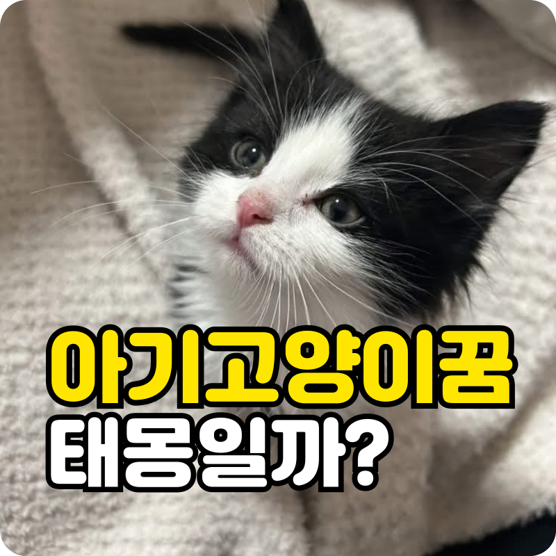 로또 사야 할까? 아기고양이 꿈 해몽과 상황별 태몽 의미