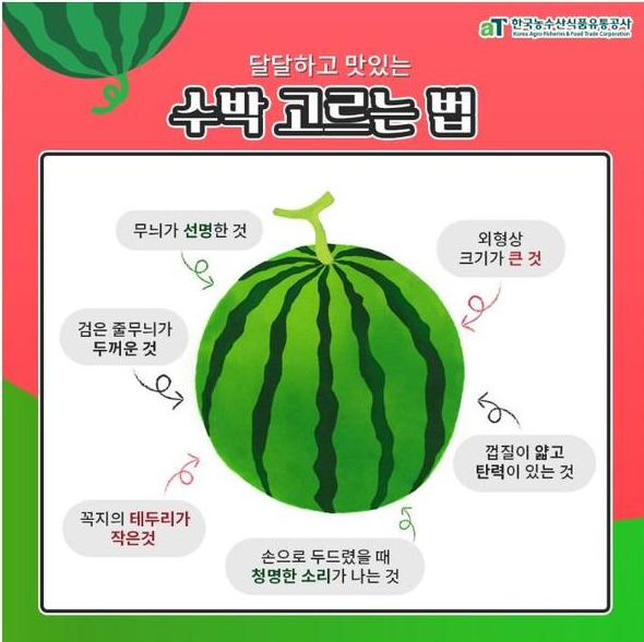 수박 달고 맛있는 거 고르는 방법, 두드리는 소리부터 배꼽까지 꿀팁정리 한번에!!