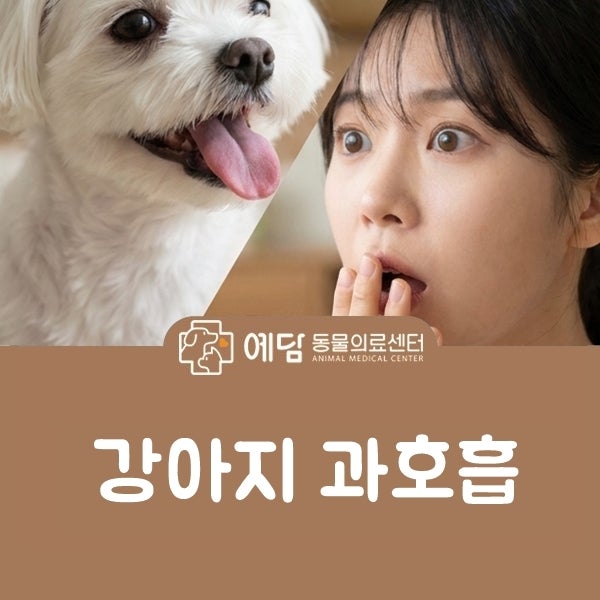강아지 과호흡 이유와 거위소리 원인 경련 후 짖음 응급처치