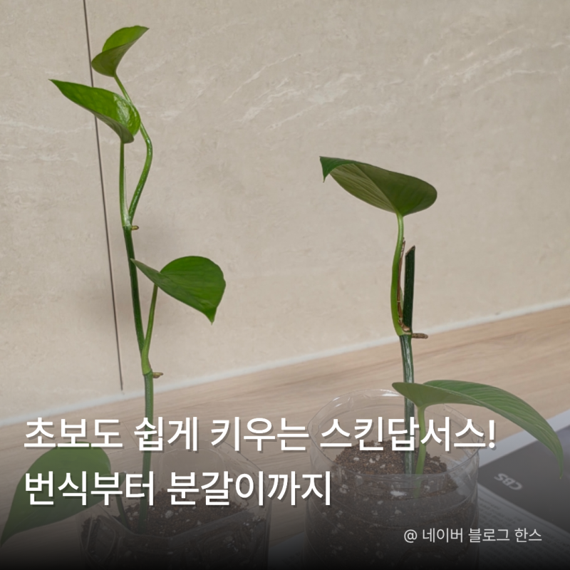 스킨답서스 키우기 완벽 가이드! 물주기·수경재배·분갈이 방법
