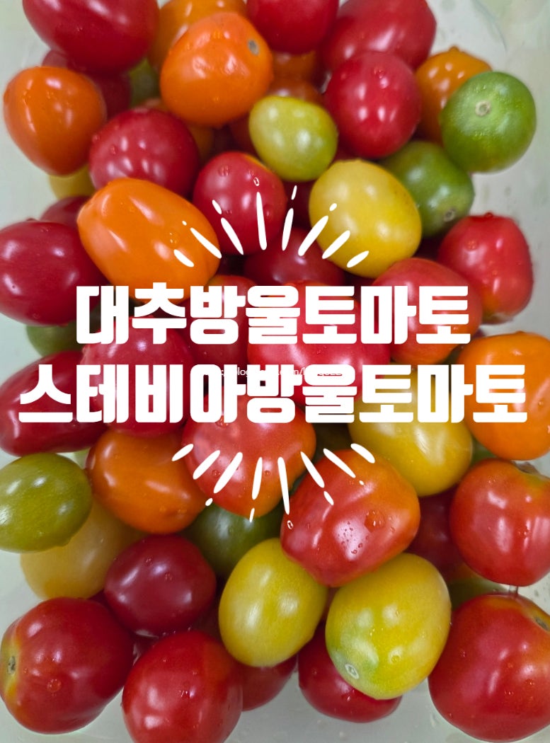 대추방울토마토는 품종일까? 방울토마토·스테비아와 뭐가 다를까 | 치유농업자원25