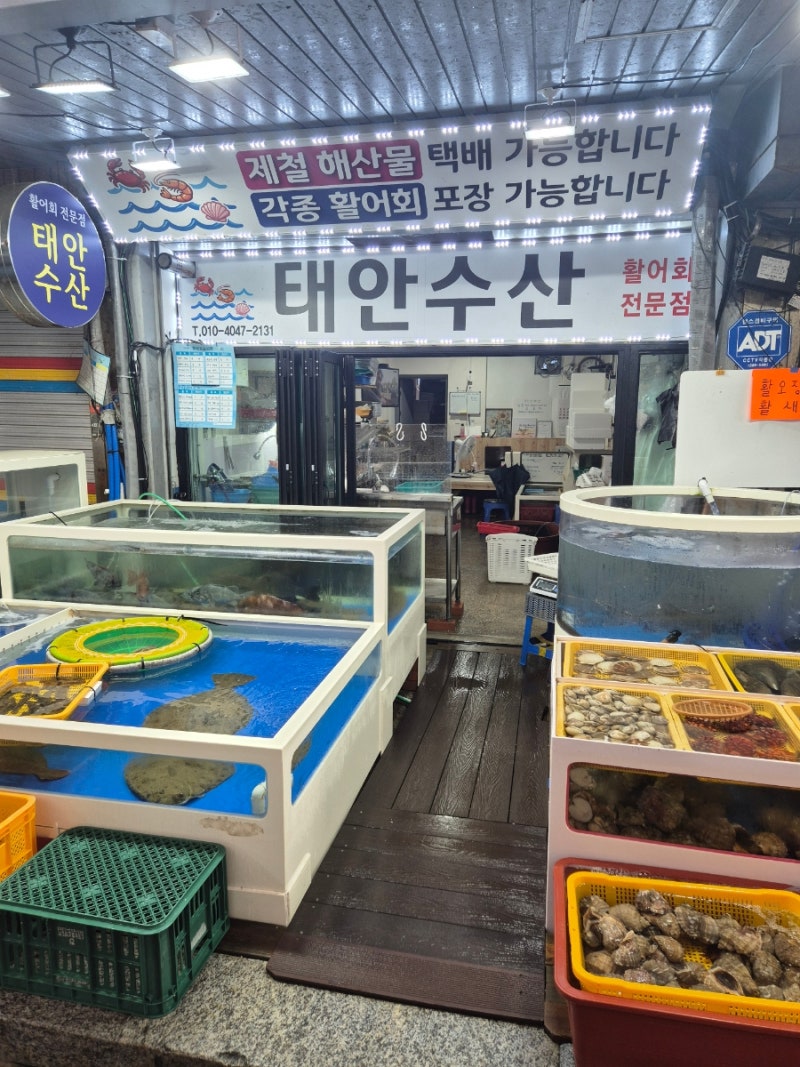 태안서부시장 회포장 오징어택배 '태안수산' 진공포장 택배가능