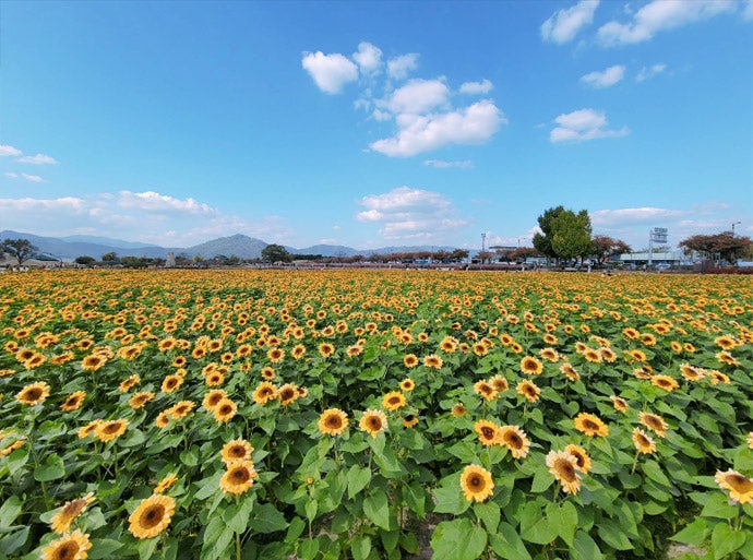 해바라기 사진 4