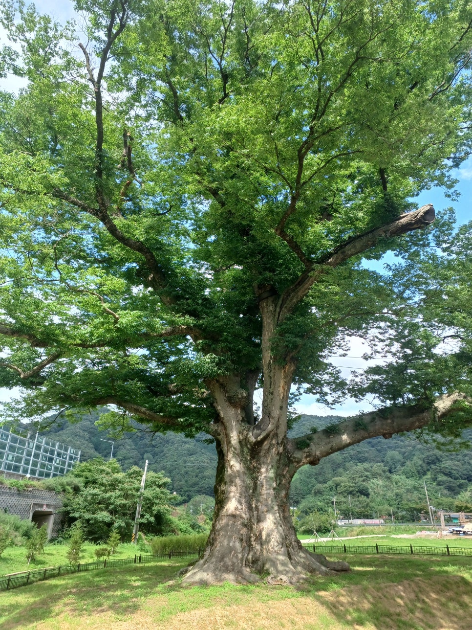 느티나무 사진 5