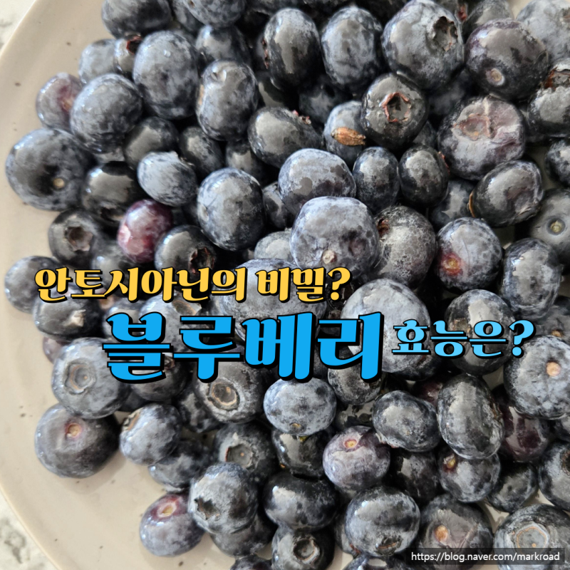 눈에만 좋을까? 블루베리 효능, 안토시아닌의 비밀