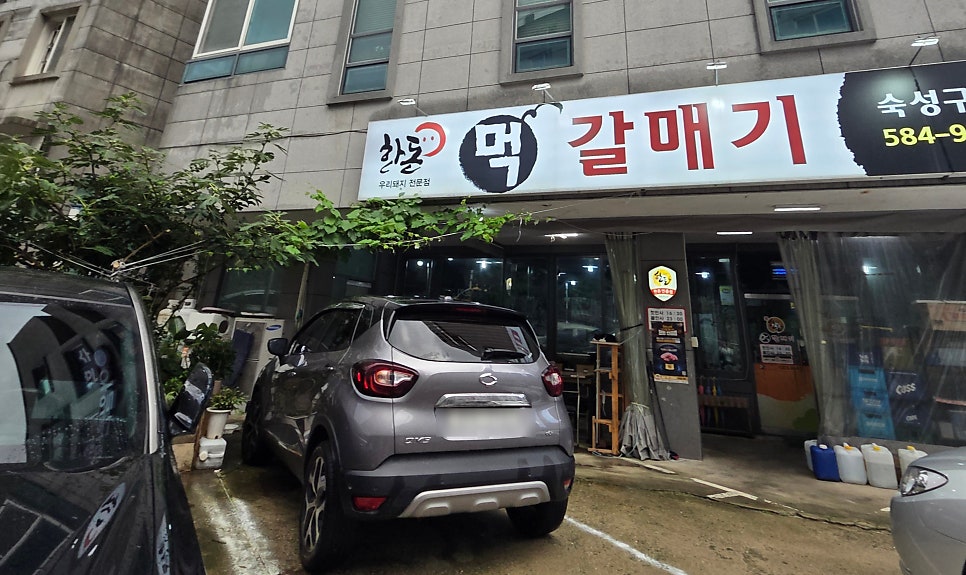 먹갈매기 사진 2