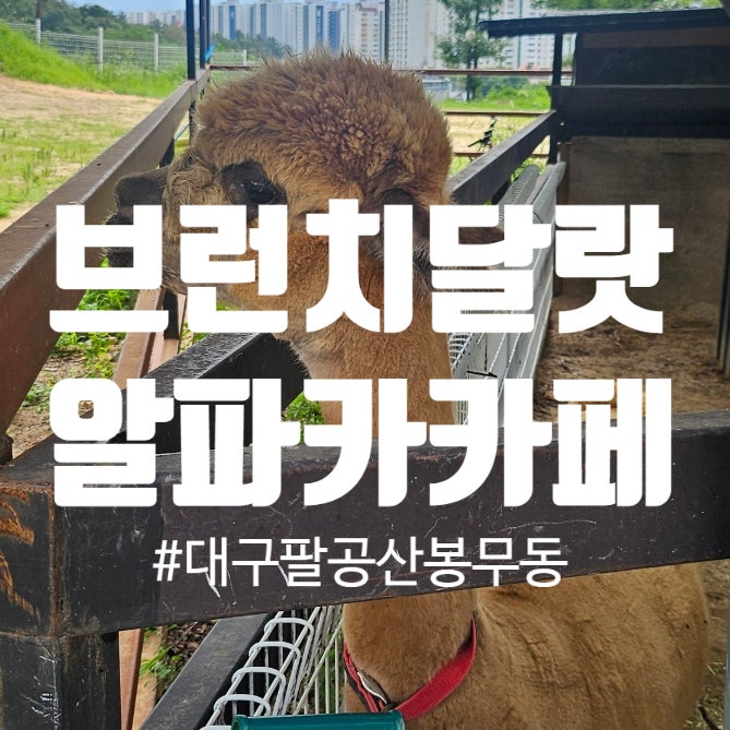 브런치달랏 알파카 대형 카페 팔공산 봉무동