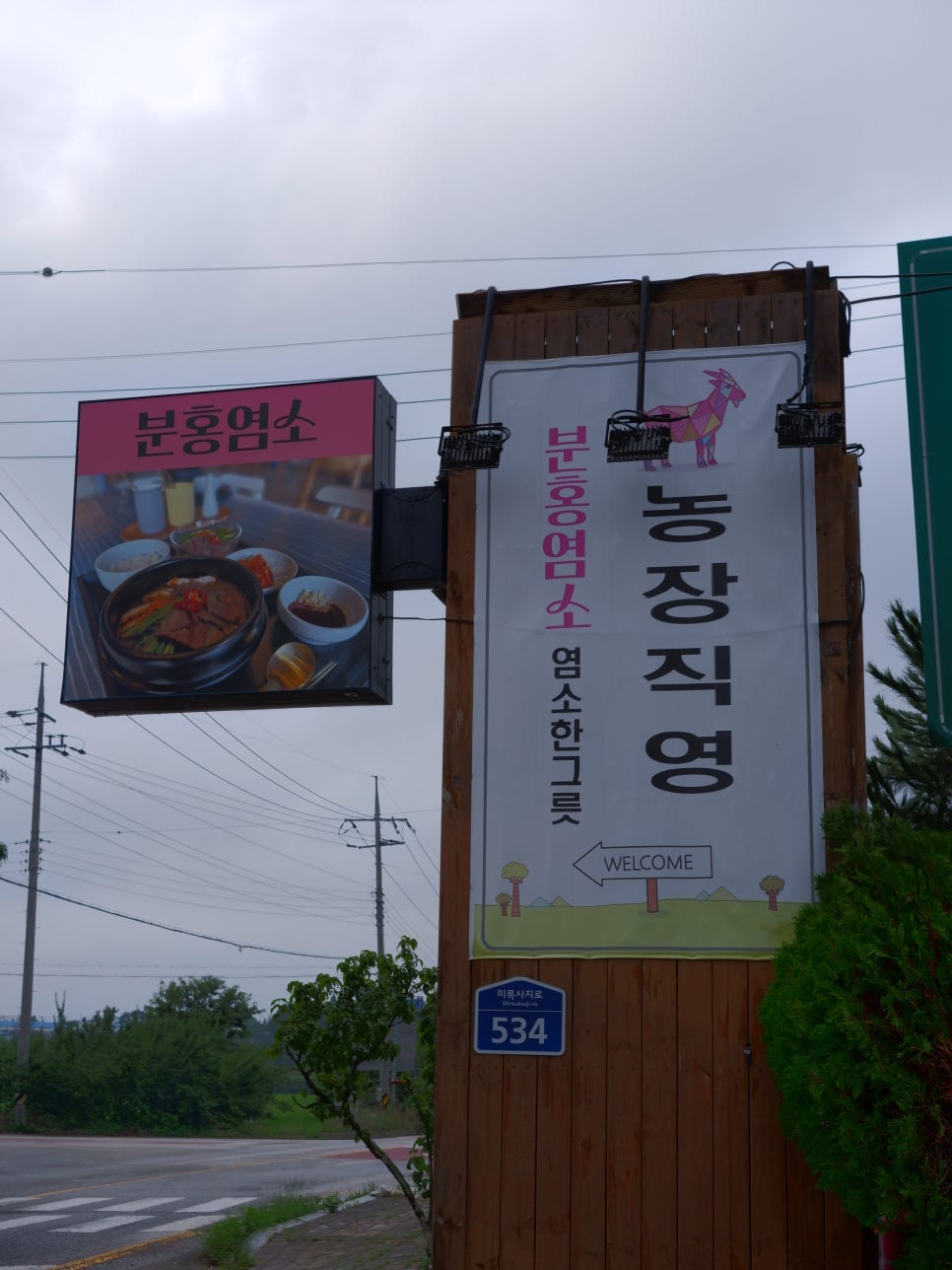 분홍염소 사진 3