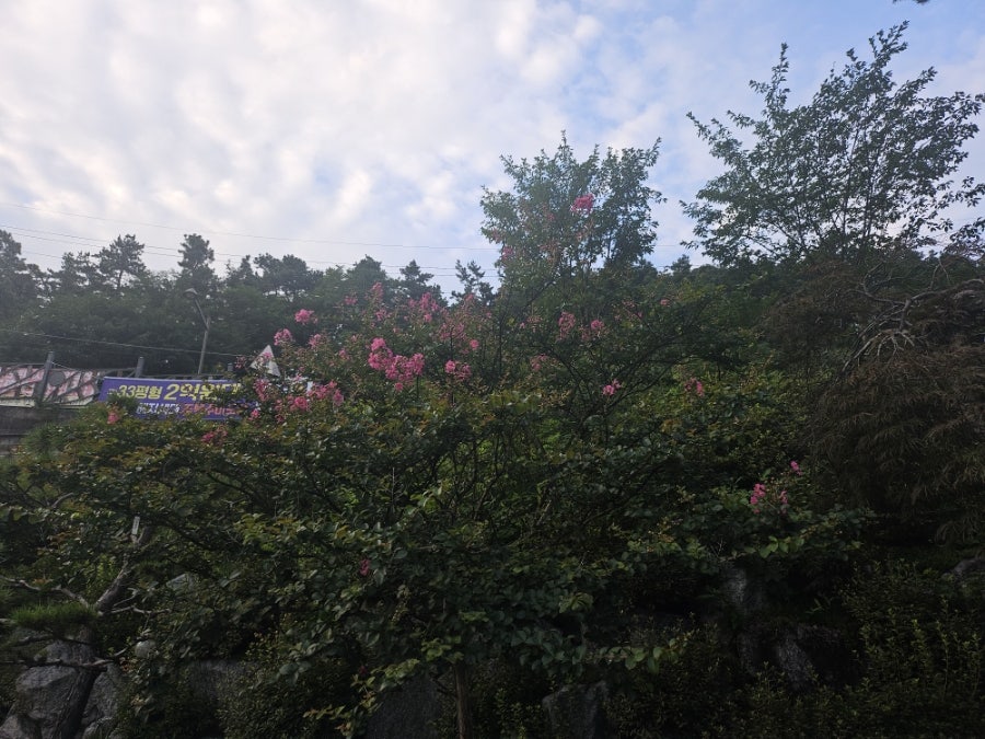 오리대가 사진 3