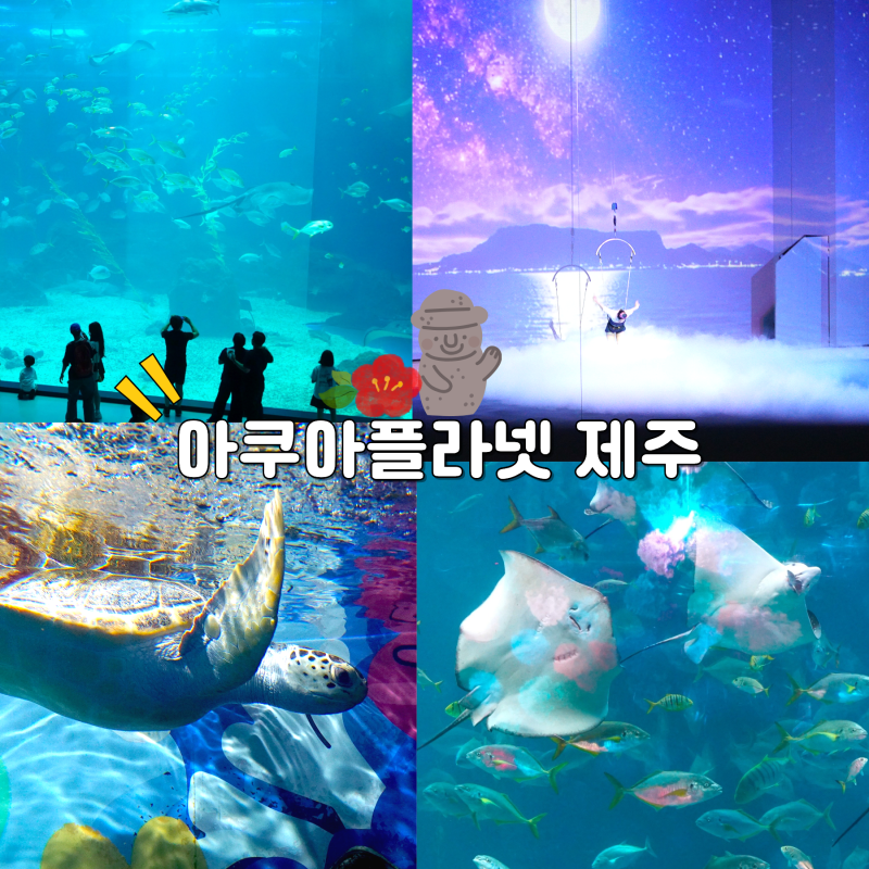 8월 여름 제주도 비올때 가볼만한곳 아쿠아플라넷 제주 아이랑 가족여행