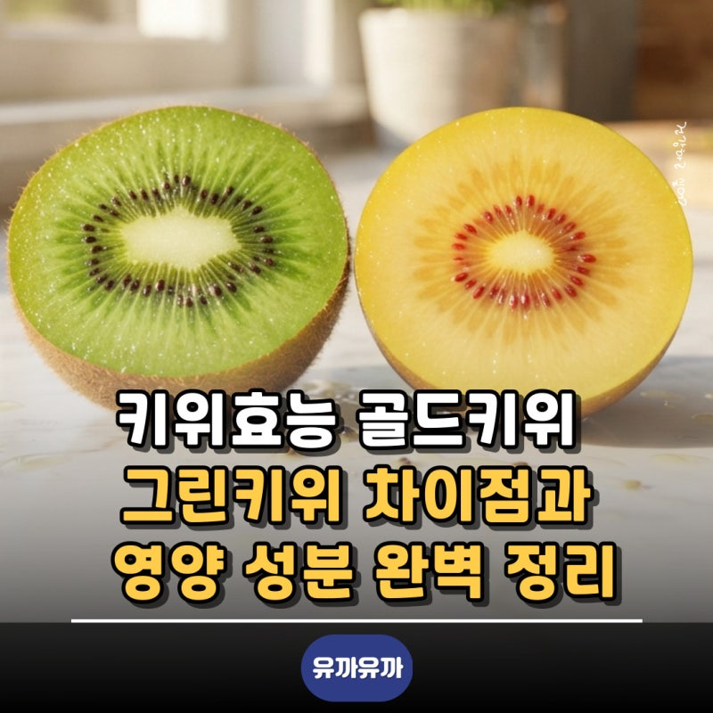 키위효능 골드키위 그린키위 차이점과 영양 성분 완벽 정리