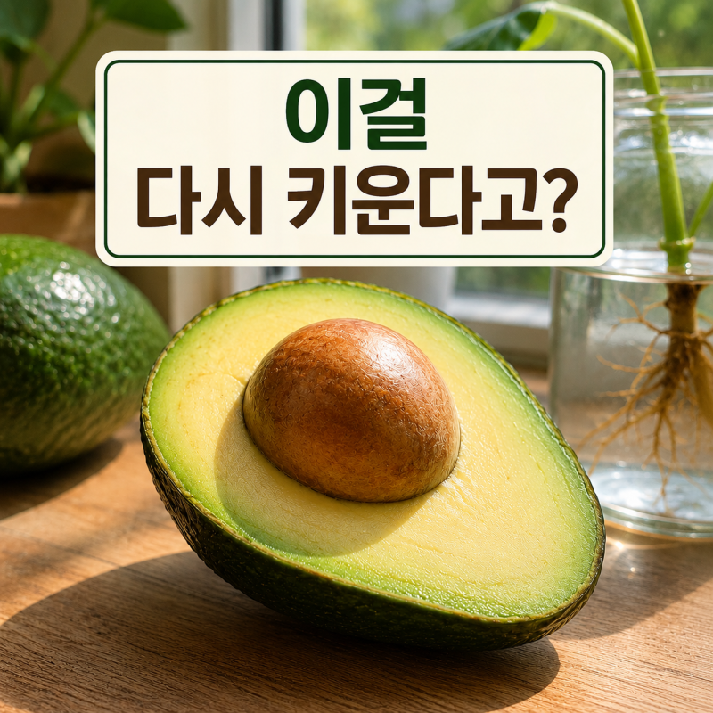 아보카도 씨앗 발아법, 먹고 버린 이걸 정말 키울 수 있다고?
