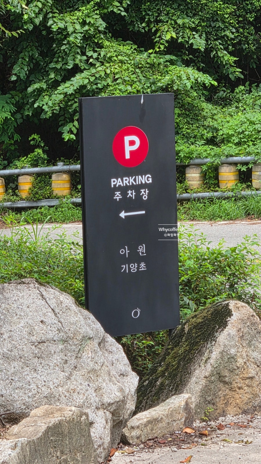 기양초 사진 2