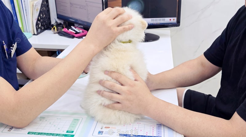 강아지 광견병 주사 부작용, 의무라고 무작정 맞히면 위험해요
