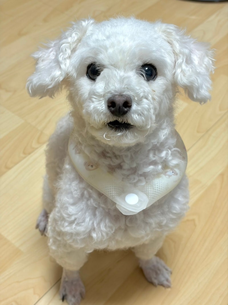 여름 노견 산책 필수템! 14살 강아지 넥쿨러 베일리펫 냉감스카프 후기- s, m 사이즈 비교/추천....
