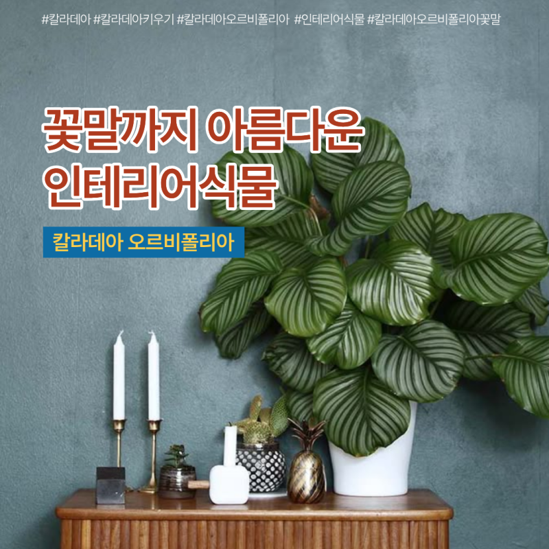 칼라데아 오르비폴리아 꽃말, 여름을 닮은 인테리어식물 키우기