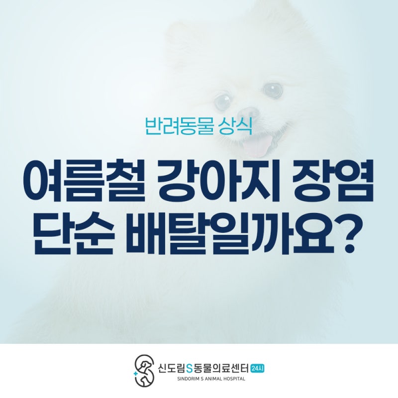 여름철 강아지 장염, 단순 배탈일까요? 구토와 설사가 계속된다면 확인하세요