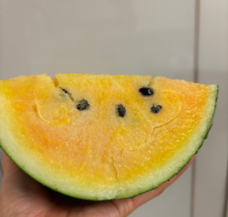 블랙망고수박, 여름 선물로 받아 처음 먹어본 솔직 후기