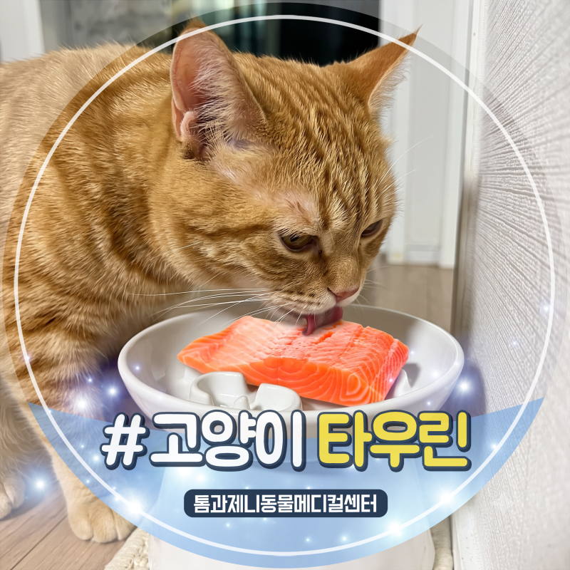 고양이 타우린 결핍의 위험성, 실명과 심부전으로 이어질 수 있어요