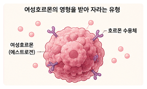 유방암에도 종류가 있습니다/호르몬형, HER2형, 삼중음성형 쉽게 알아보기