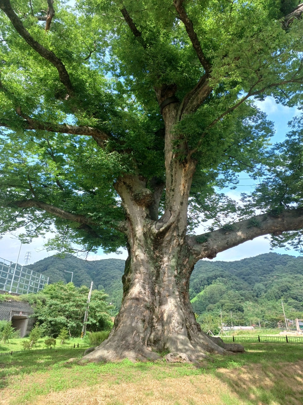 느티나무 사진 6