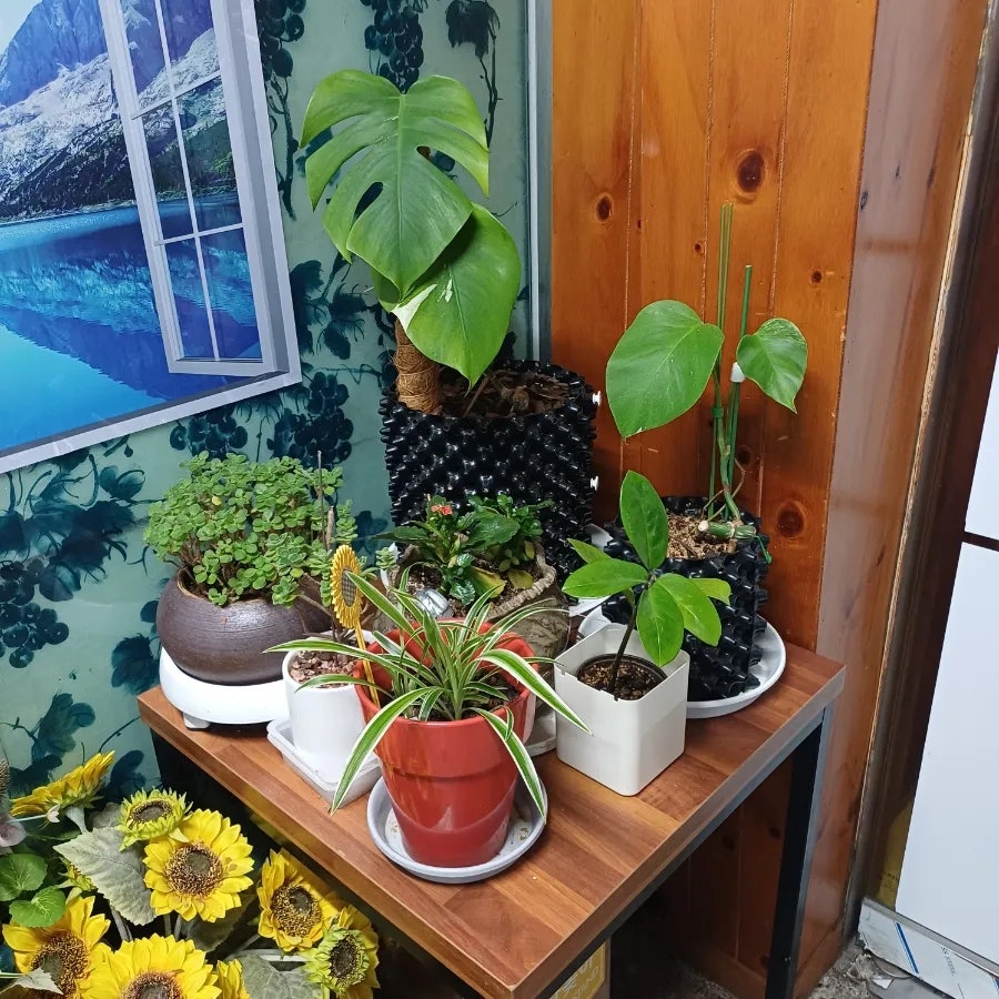 몽마르죠 사진 6