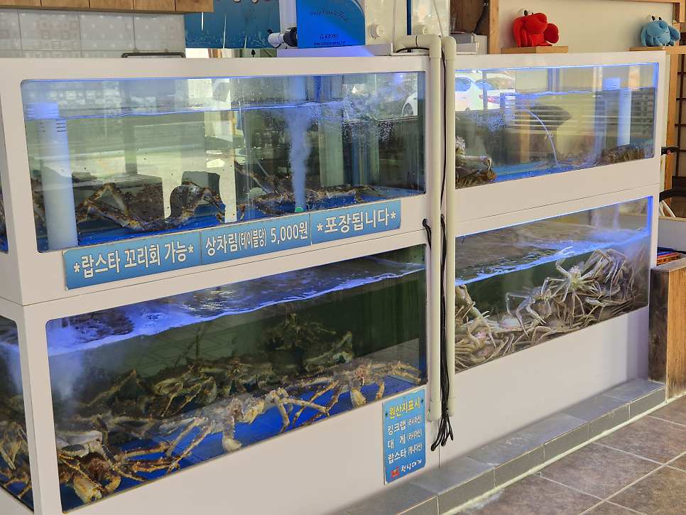 천상대게 사진 4