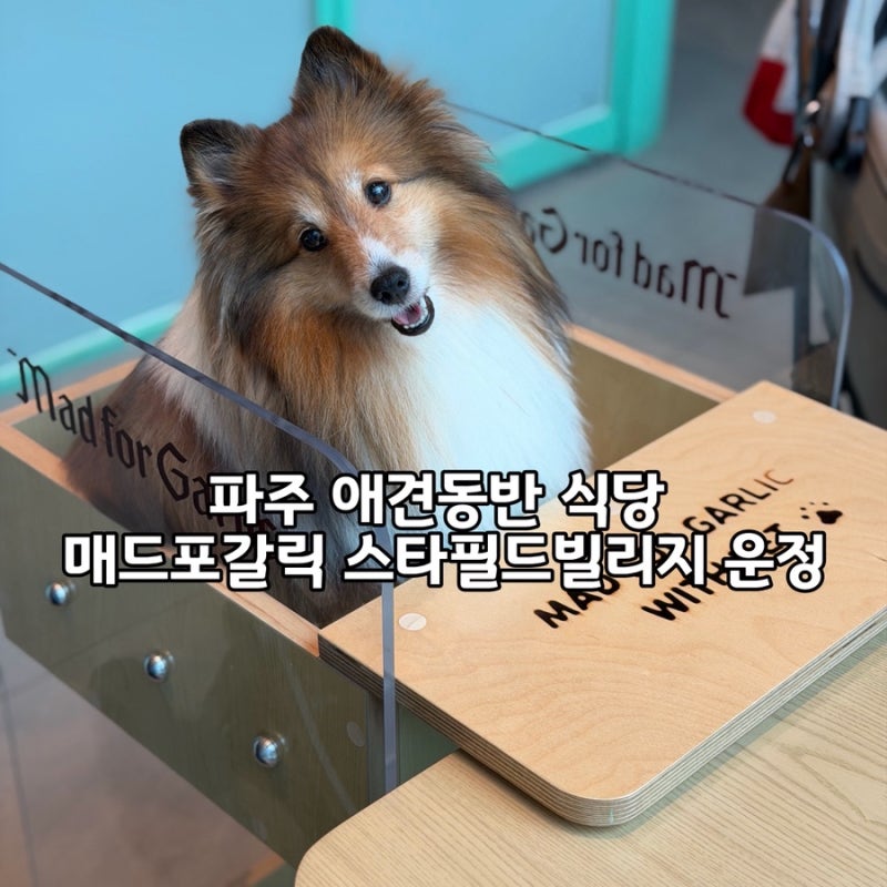 파주 애견동반 식당 | 매드포갈릭 스타필드빌리지 운정점 위드펫존 후기