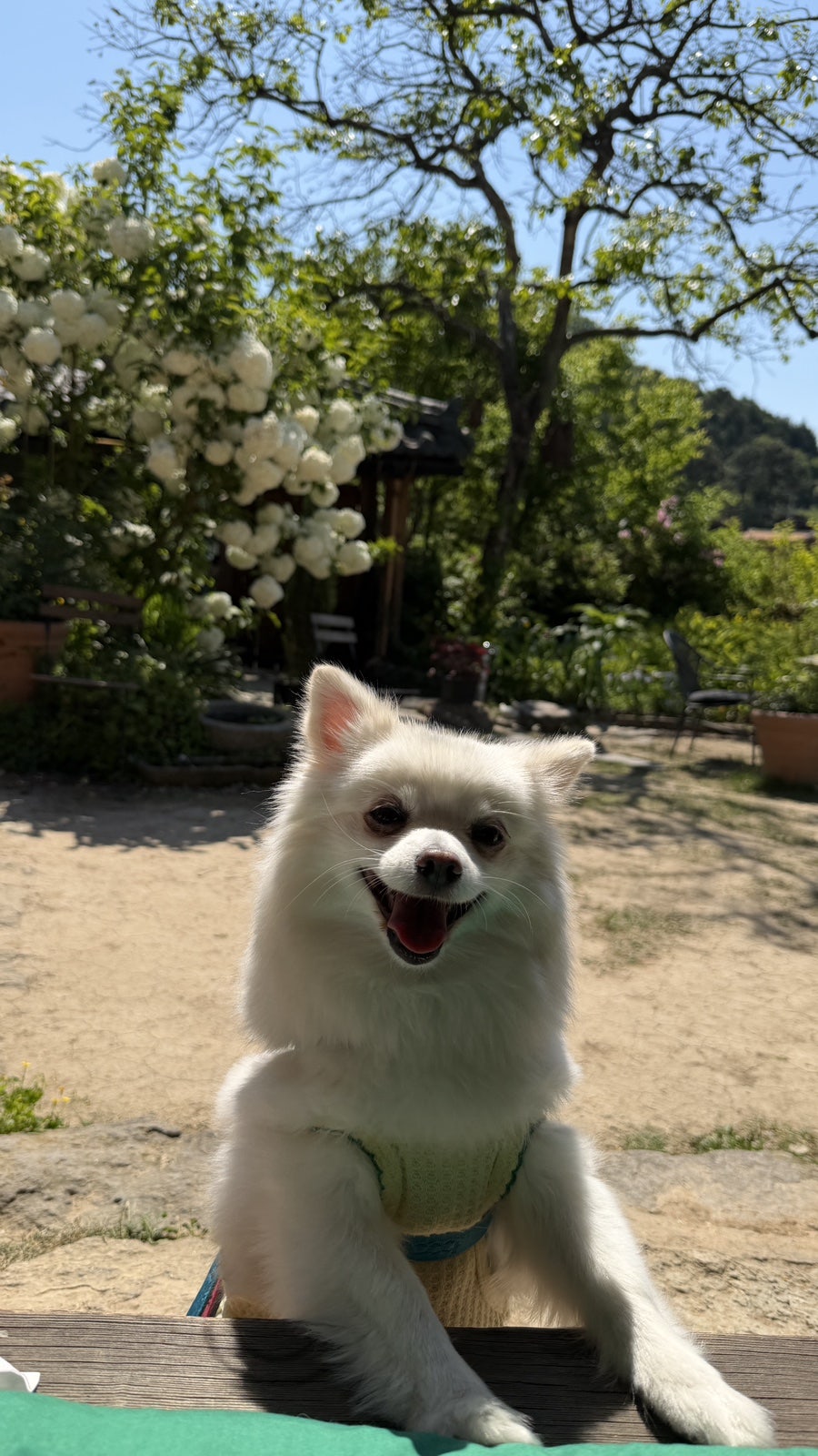 효산리정원 사진 6