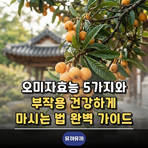 오미자효능 5가지와 부작용 건강하게 마시는 법 완벽 가이드