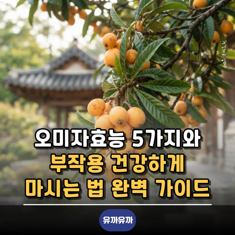 오미자효능 5가지와 부작용 건강하게 마시는 법 완벽 가이드