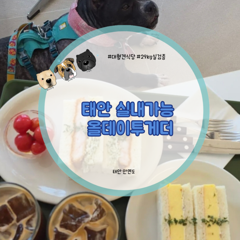태안 애견 동반 카페 29kg 대형견도 실내 가능했던 안면도 올데이투게더